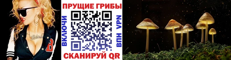 дарнет шоп Иваново Псилоцибиновые грибы Psilocybine cubensis
